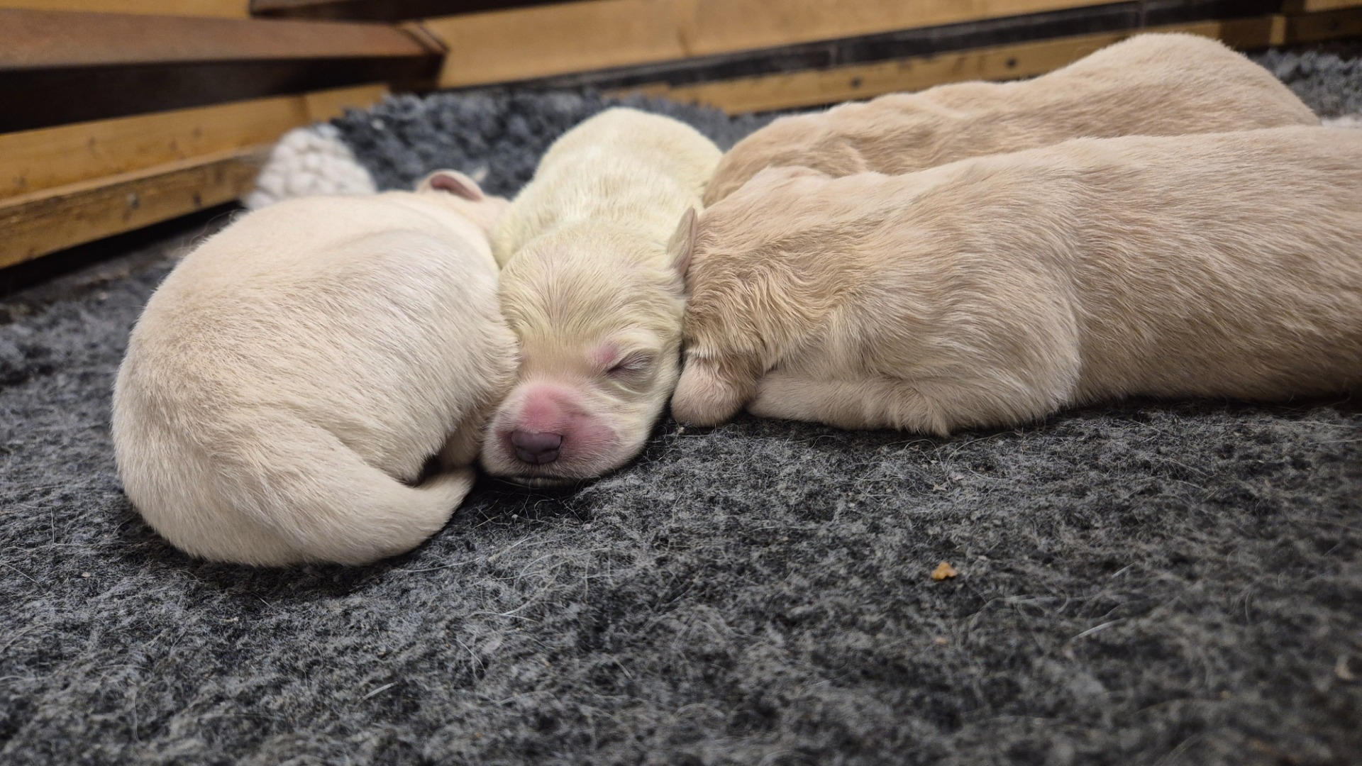 Bare noen dager gamle❤️